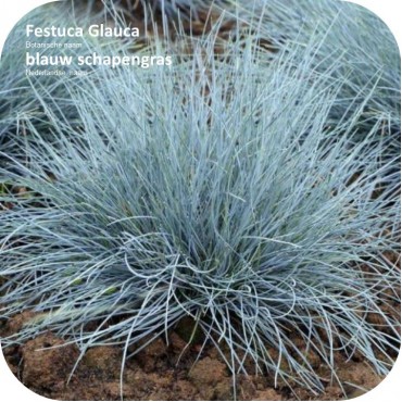 Festuca Glauca